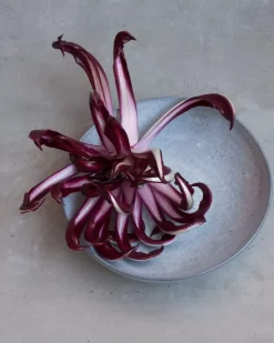 Motel a Miio Mae Pastateller Grau